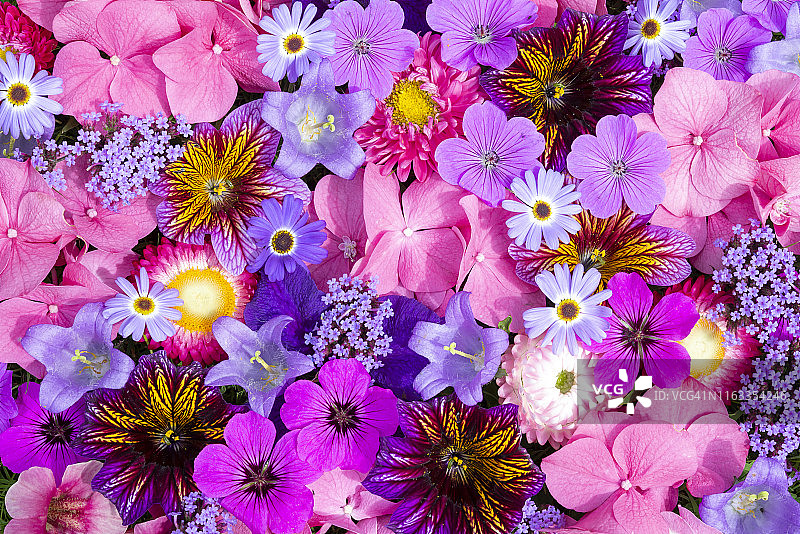 色彩鲜艳的夏日花园花卉图片素材