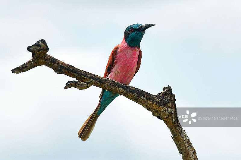 北部红喉蜂虎图片素材