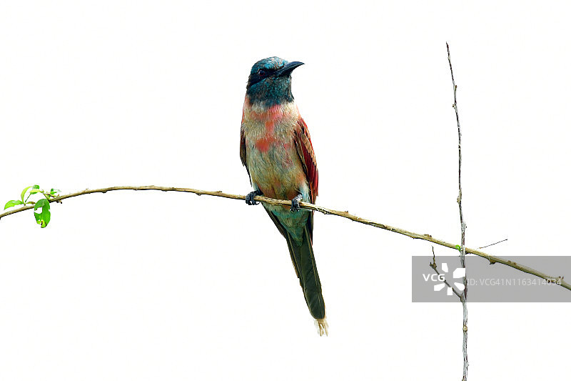 北部红喉蜂虎图片素材