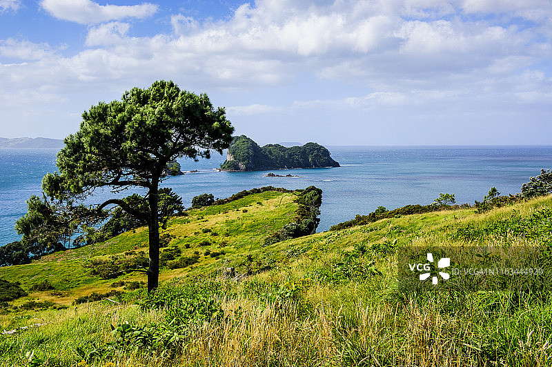 新西兰北岛科罗曼德尔大教堂湾上方的草地图片素材
