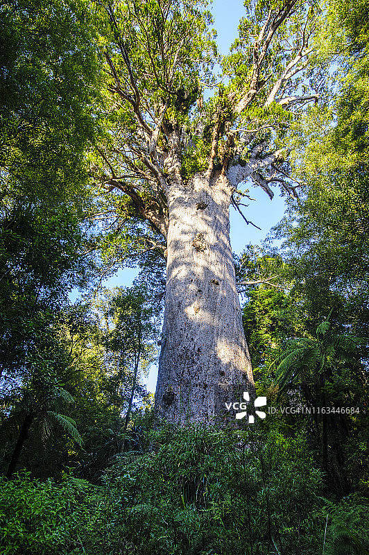 怀波瓦森林中的巨型贝壳杉树图片素材