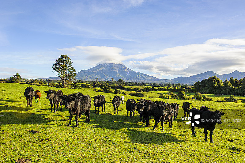 新西兰北岛塔拉纳基山前牧场上的奶牛图片素材