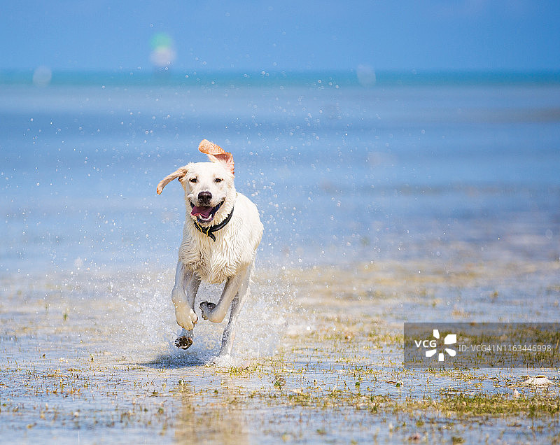 在海滩上奔跑的拉布拉多猎犬图片素材