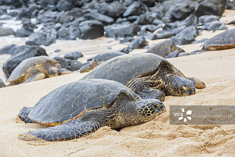 两只绿海龟在沙滩上，霍欧基帕海滩公园，夏威夷，美国图片素材