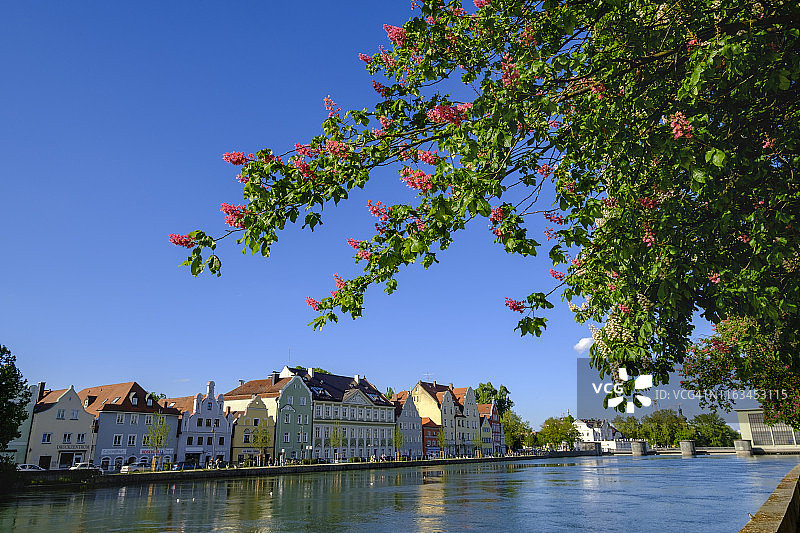 德国巴伐利亚兰茨胡特伊萨尔河畔磨坊岛的栗树花图片素材