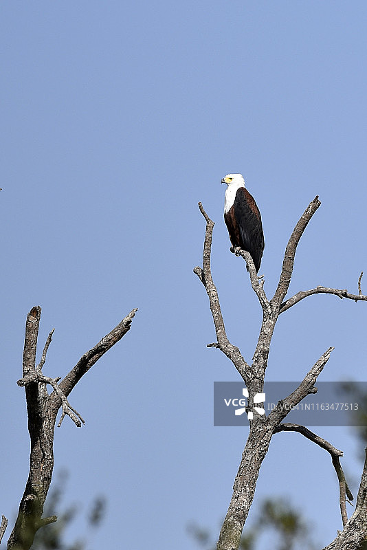 非洲海雕图片素材