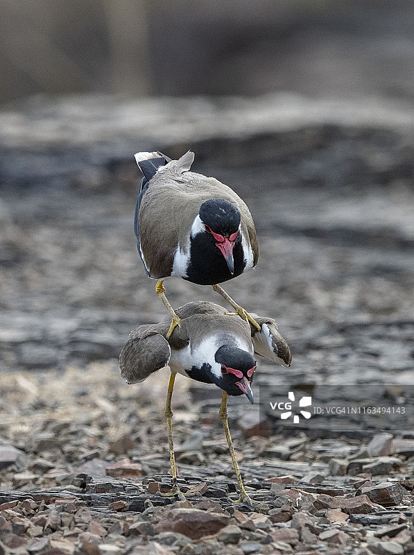 肉垂麦鸡交配，印度伦滕波尔国家公园图片素材