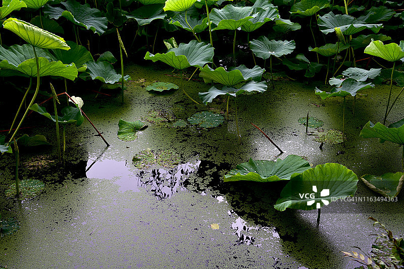 日本东京上野公园，Shinobazu池塘的荷花图片素材