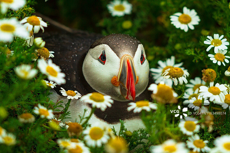 坐在雏菊丛中的海鹦图片素材