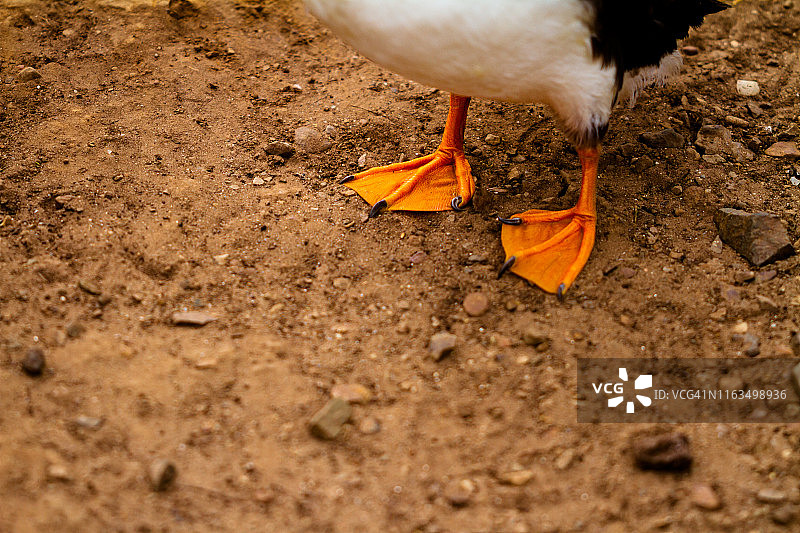 海鹦的脚图片素材