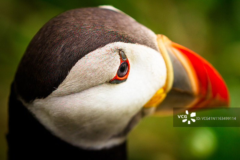海鹦面部图片素材