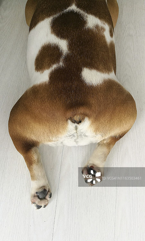 高角度视角：英国斗牛犬图片素材