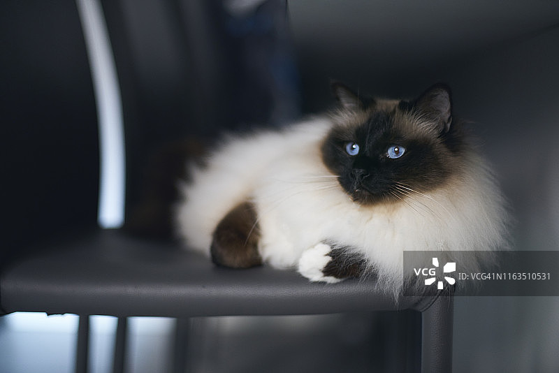 伯曼猫图片素材