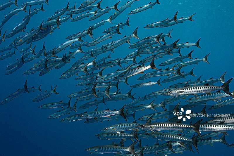梭鱼群 - 帕劳，密克罗尼西亚图片素材