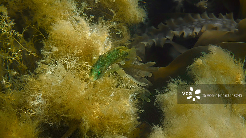 褐菖鲉图片素材