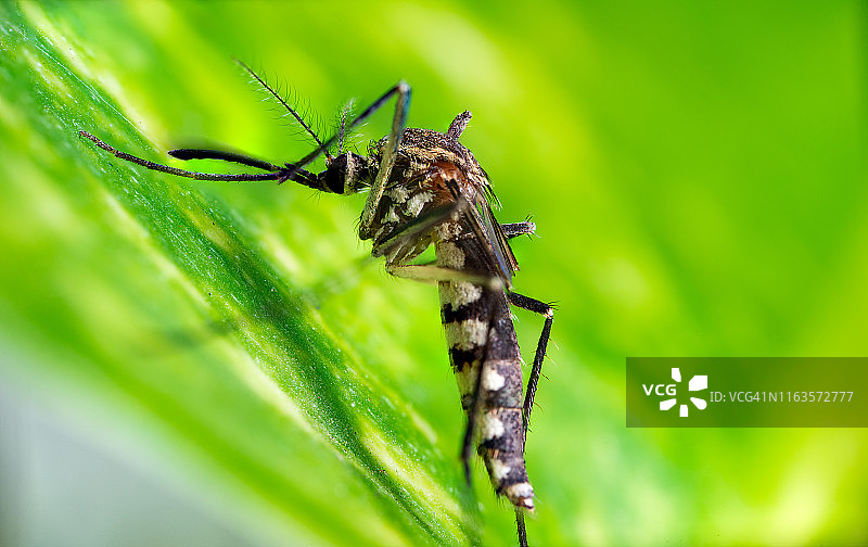 雌蚊微距照片图片素材