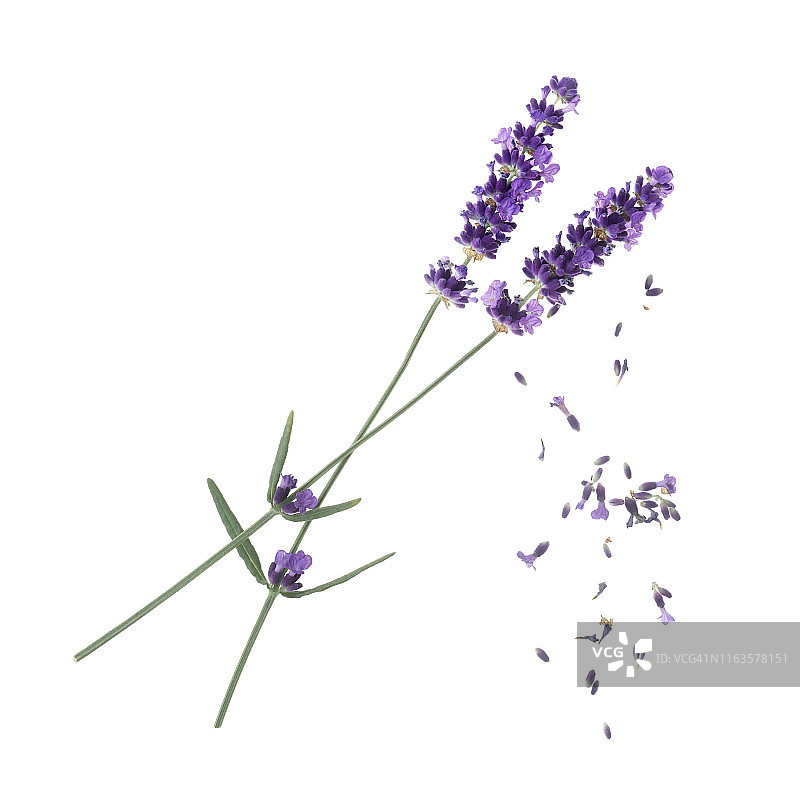 白色背景上散落着小花的薰衣草图片素材