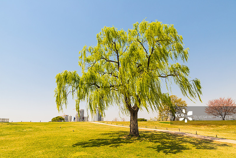 韩国首尔奥林匹克公园春季景观图片素材