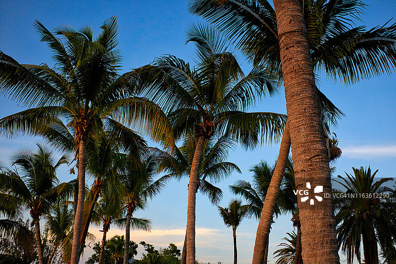 佛罗里达群岛的棕榈树图片素材