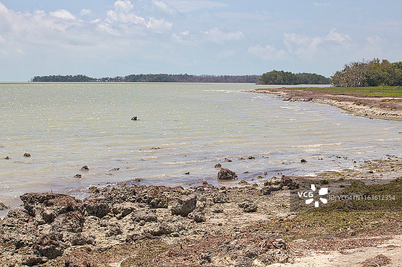 佛罗里达火烈鸟图片素材