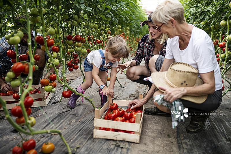 奶奶、女儿和孙女在温室里工作图片素材