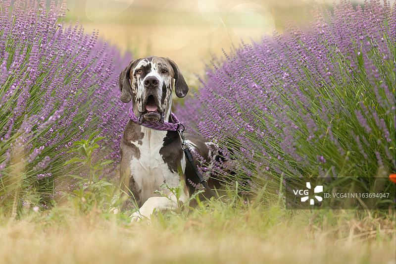 坐在薰衣草之间的大丹犬图片素材