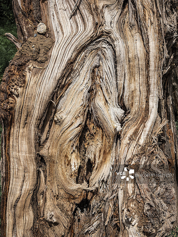 一棵枯死的胡杨图片素材
