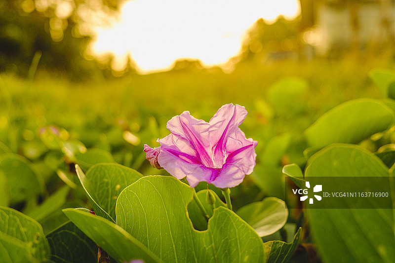 厚藤旋花特写图片素材