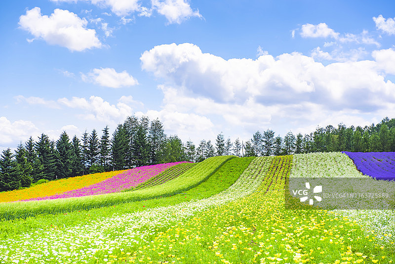 日本北海道富田农场的彩色薰衣草花田图片素材