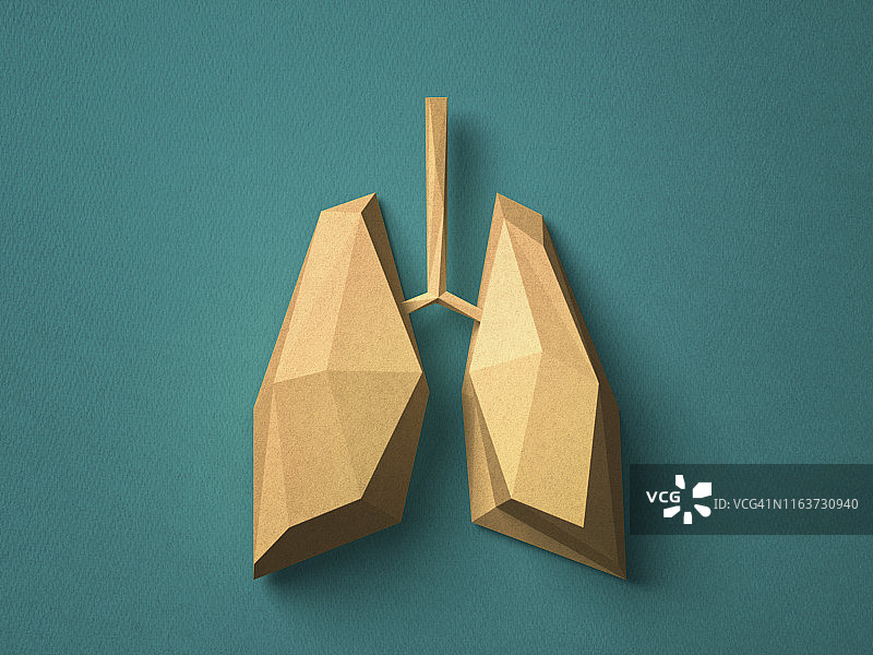 纸工艺肺图片素材