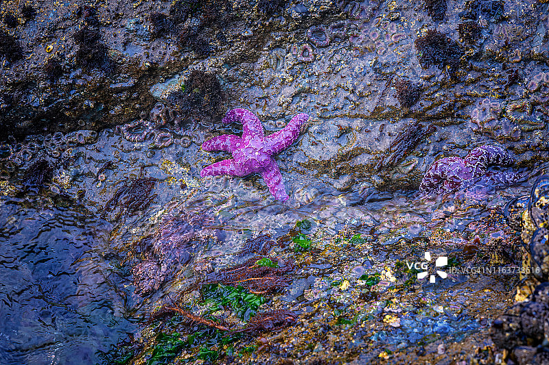 奥林匹克国家公园海滩上的绚丽海星图片素材