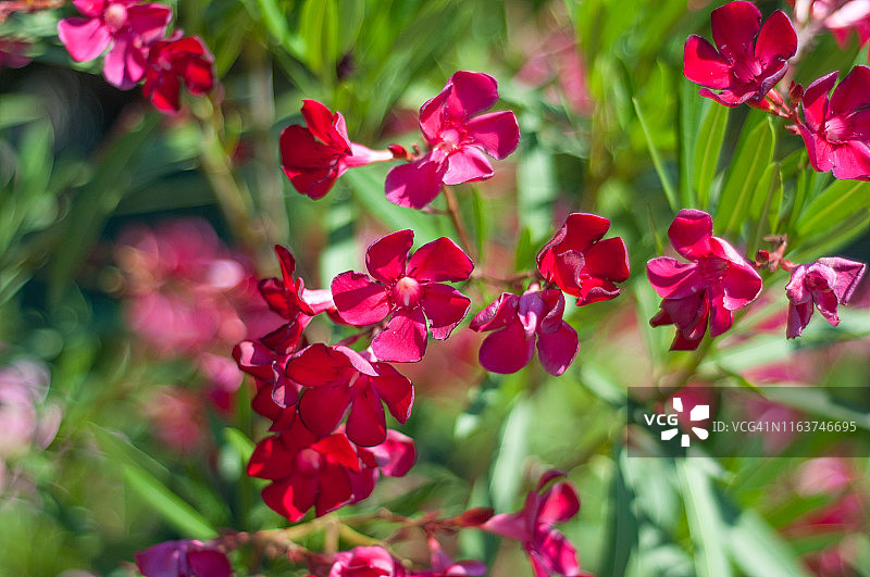 飘香藤花朵图片素材