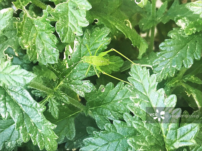 花园里的蟋蟀图片素材