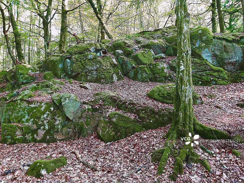丹麦博恩霍尔姆岛阿尔明丁恩森林的苔藓树木与岩石图片素材