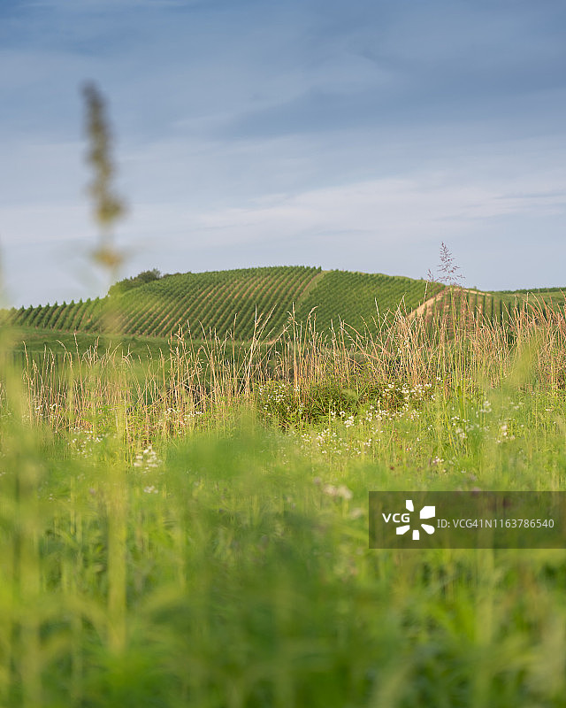 斯洛文尼亚丘陵耶鲁撒冷美丽的葡萄园风光，柳托梅尔，斯洛文尼亚东北部图片素材