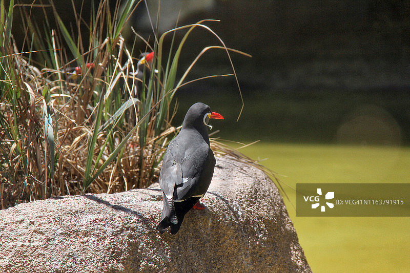 印加燕鸥图片素材