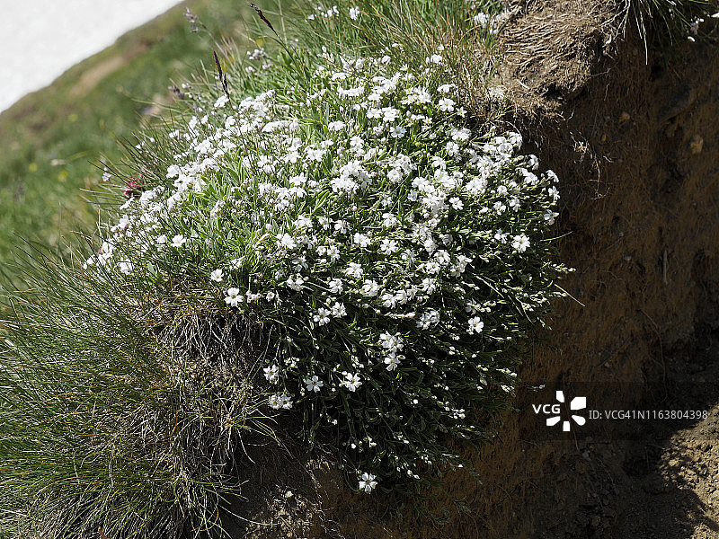 福尔马扎山谷开花的白色石生蝇子草图片素材
