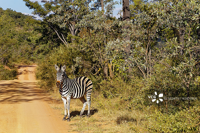 路边的斑马图片素材