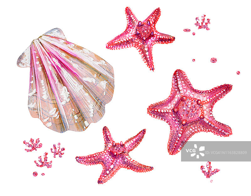 扇贝和海星海螺贝壳图案合集图片素材