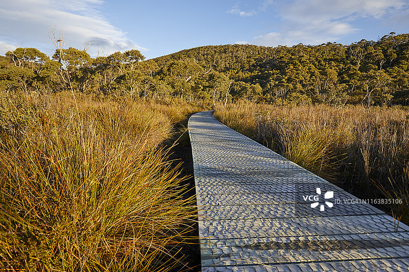 塔斯马尼亚三个海角步道：穿过草原景观的木制步行平台图片素材