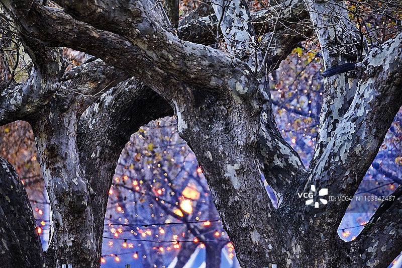 澳大利亚塔斯马尼亚霍巴特萨拉曼卡广场的扭曲冬季树干和树枝图片素材