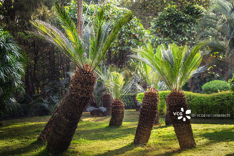 美丽铁树图片素材