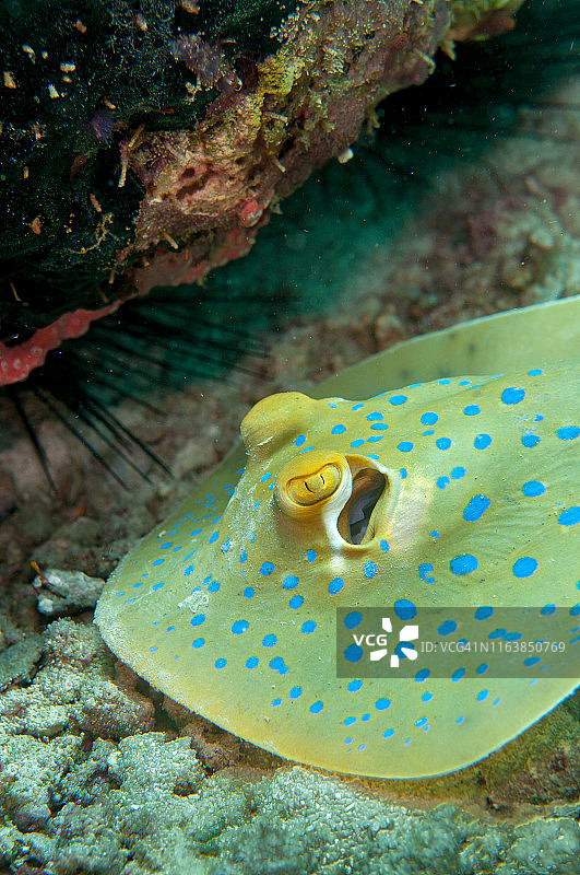 蓝点魟鱼特写图片素材