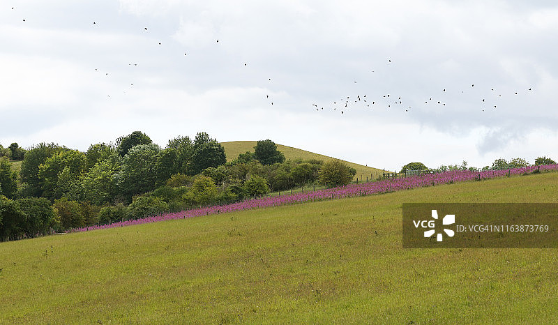 贝德福德郡佩格斯登山的夏季风景，一大群鸟飞过。图片素材