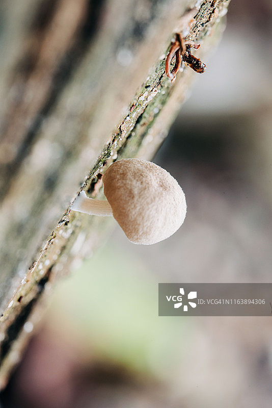 小蘑菇图片素材