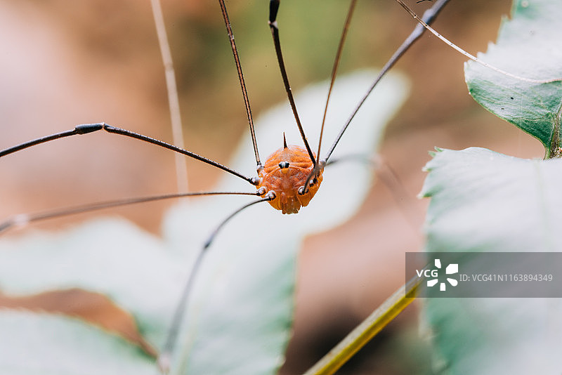 收割者图片素材