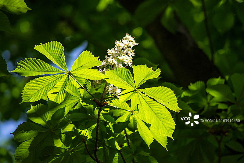 阳光下的马栗花图片素材