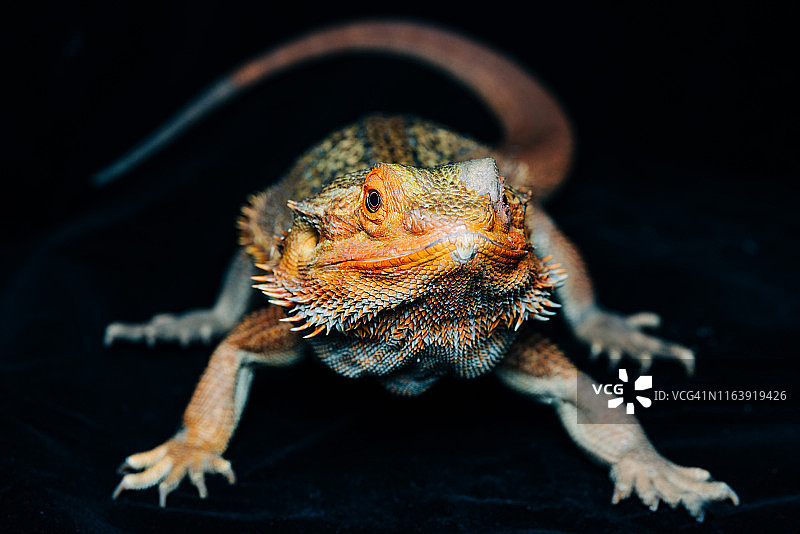 中部鬃狮蜥图片素材