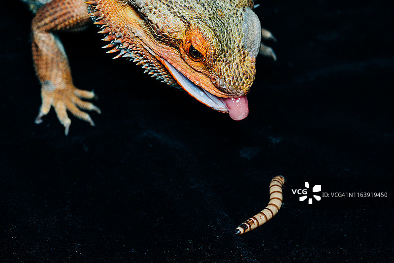 中部鬃狮蜥图片素材