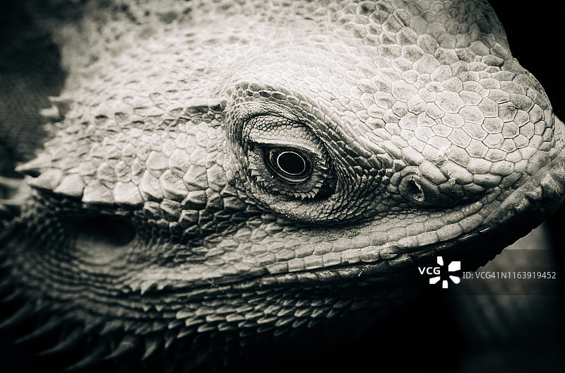 中部鬃狮蜥图片素材